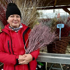 Vianočné čučoriedkové kytičky (Vaccinium corymbosum) - výška 50-70 cm - RUŽOVÉ